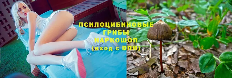 Галлюциногенные грибы Magic Shrooms  продажа наркотиков  ссылка на мегу как войти  Михайловск 